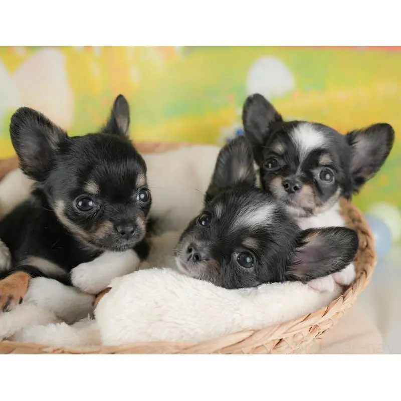 販売中の群馬県のチワワ(ロングコート)-454797の9枚目