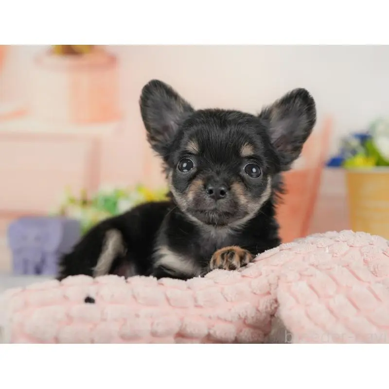 販売中の群馬県のチワワ(ロングコート)-454797の8枚目