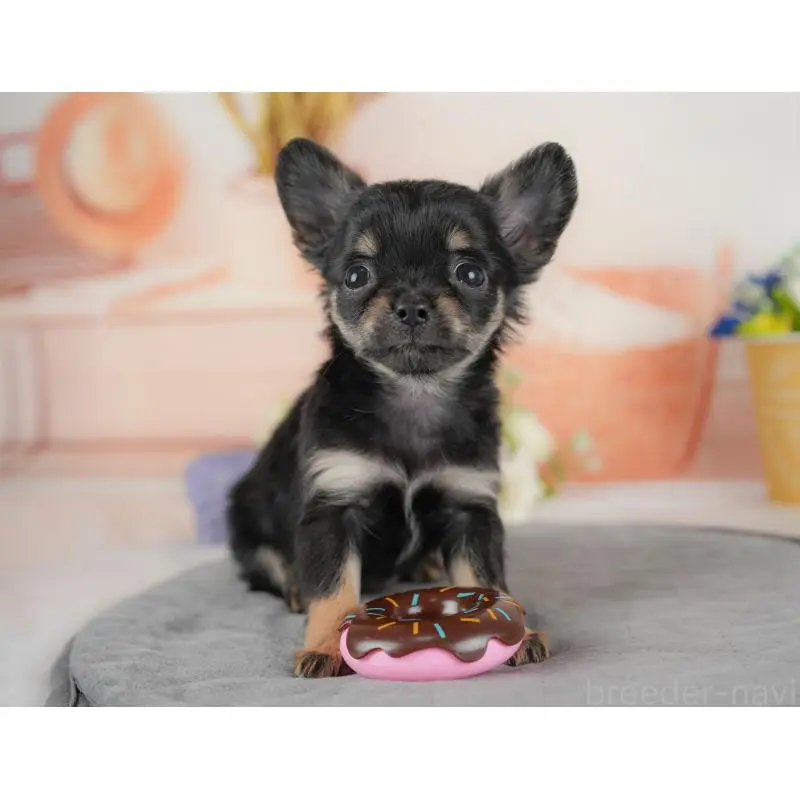 販売中の群馬県のチワワ(ロングコート)-454797の6枚目