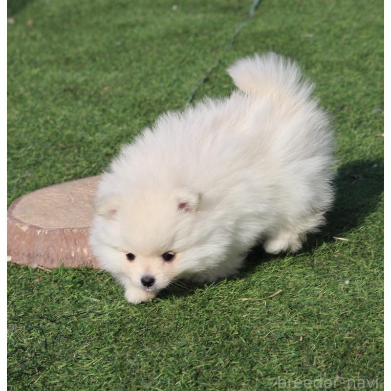 販売中の栃木県のポメラニアン-454538の4枚目