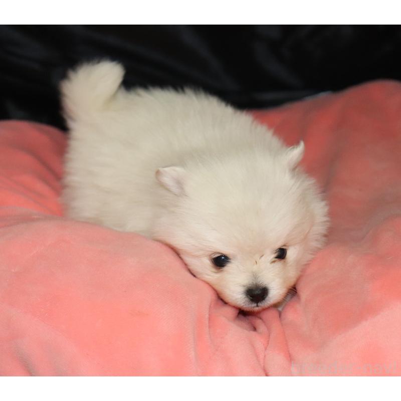 販売中の栃木県のポメラニアン-454538の3枚目