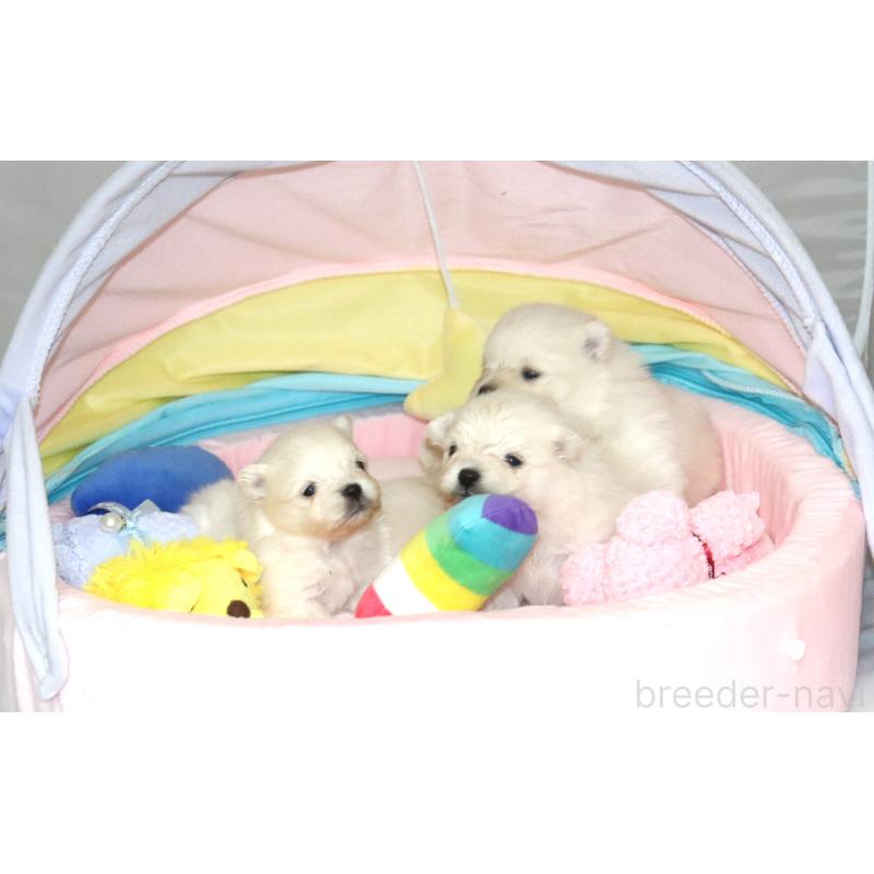 販売中の栃木県のポメラニアン-454538の2枚目