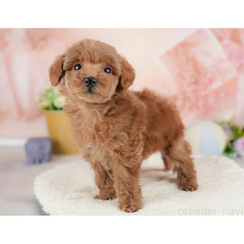 販売中の群馬県のトイプードル-454791の10枚目