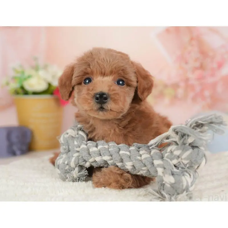 販売中の群馬県のトイプードル-454791の7枚目