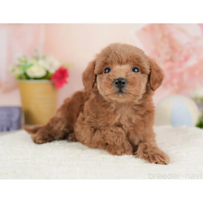 販売中の群馬県のトイプードル-454791の6枚目