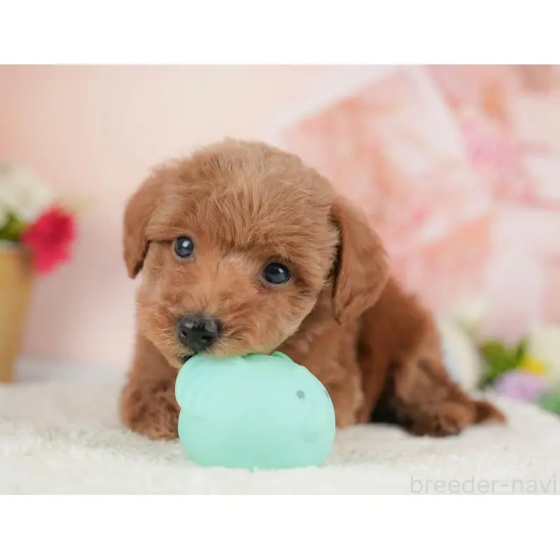 販売中の群馬県のトイプードル-454791の5枚目