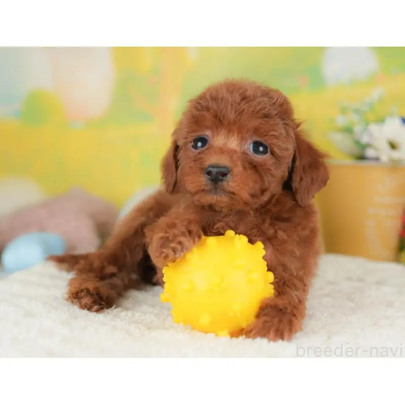 販売中の群馬県のタイニープードル-454788の10枚目