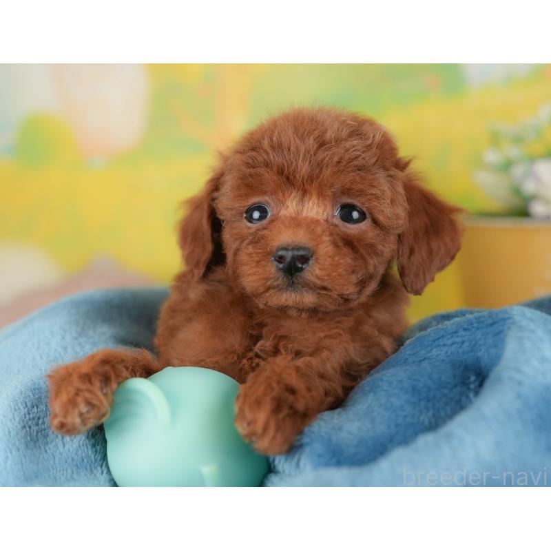 販売中の群馬県のタイニープードル-454788の8枚目