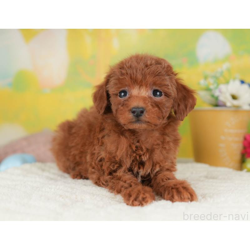 販売中の群馬県のタイニープードル-454788の7枚目