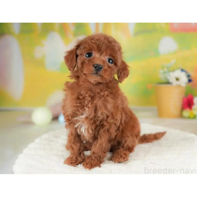 販売中の群馬県のタイニープードル-454788の5枚目