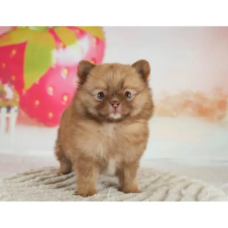 販売中の群馬県のミックス犬-454796の13枚目