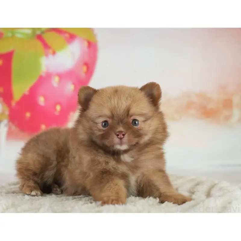 販売中の群馬県のミックス犬-454796の12枚目