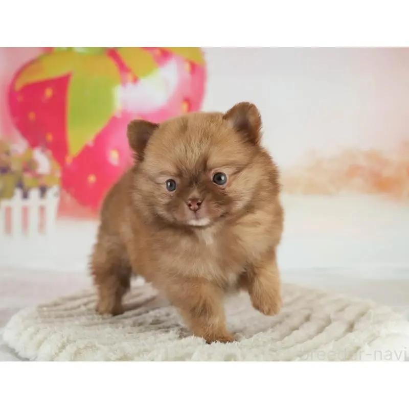 販売中の群馬県のミックス犬-454796の11枚目