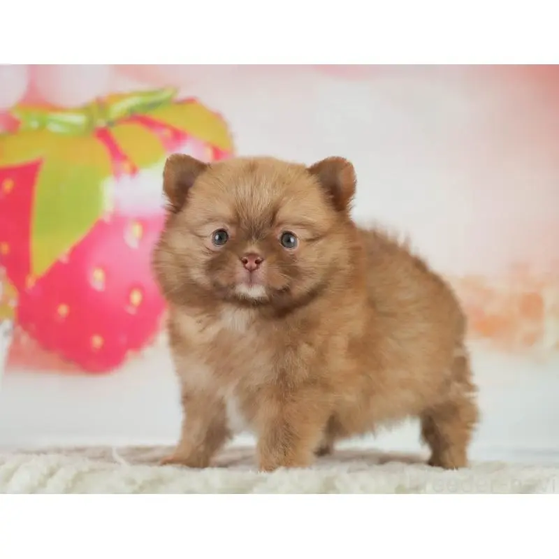 販売中の群馬県のミックス犬-454796の10枚目