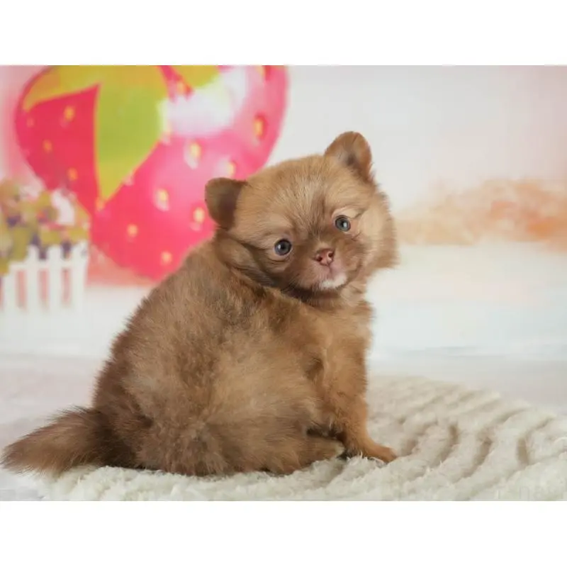 販売中の群馬県のミックス犬-454796の9枚目