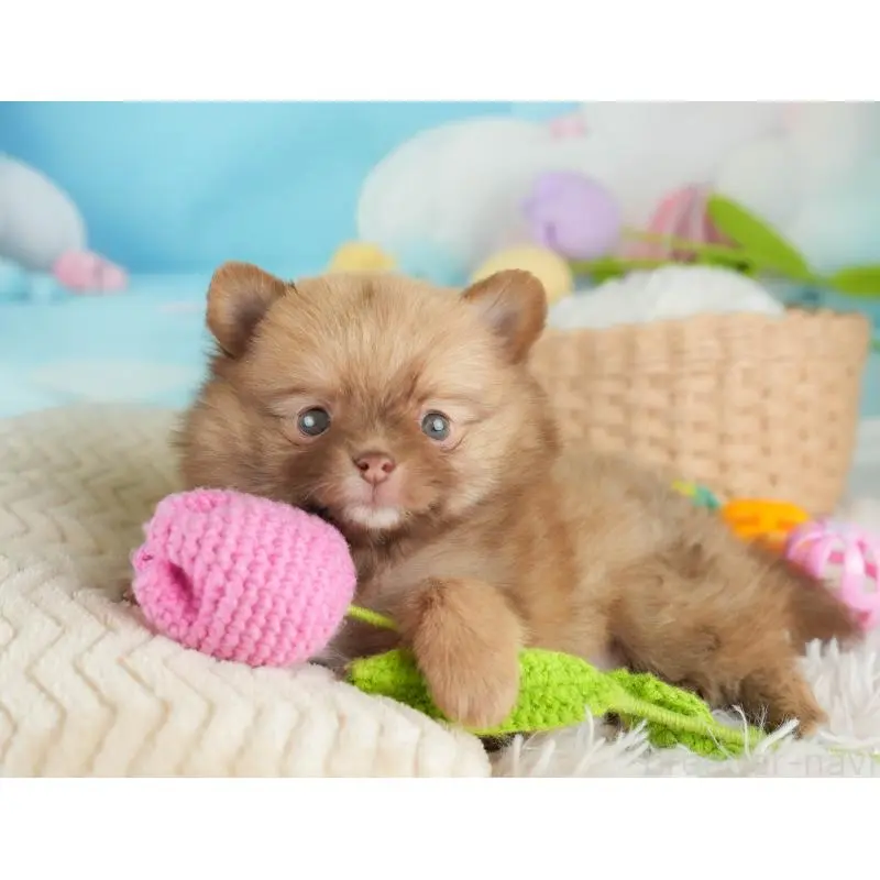 販売中の群馬県のミックス犬-454796の7枚目