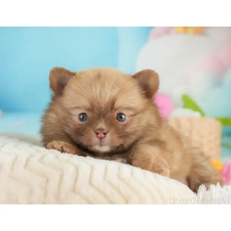 販売中の群馬県のミックス犬-454796の6枚目