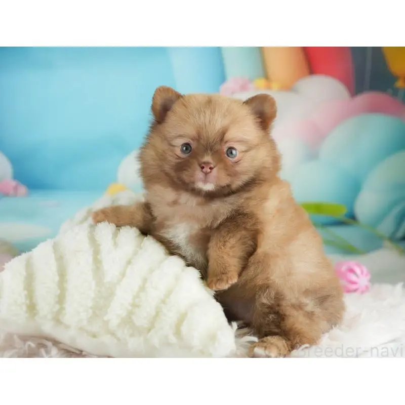 販売中の群馬県のミックス犬-454796の5枚目