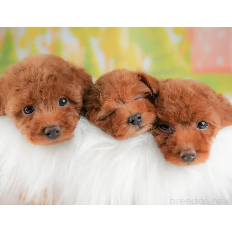 販売中の群馬県のトイプードル-454782の9枚目