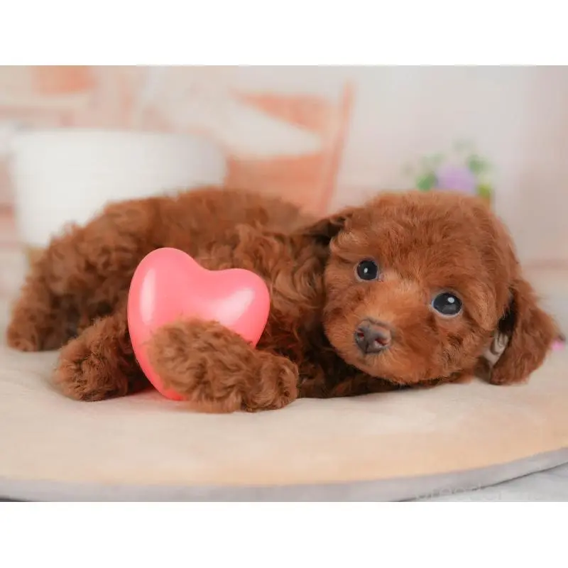 販売中の群馬県のトイプードル-454782の8枚目