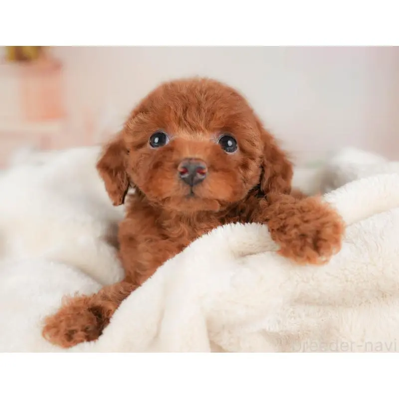 販売中の群馬県のトイプードル-454782の6枚目