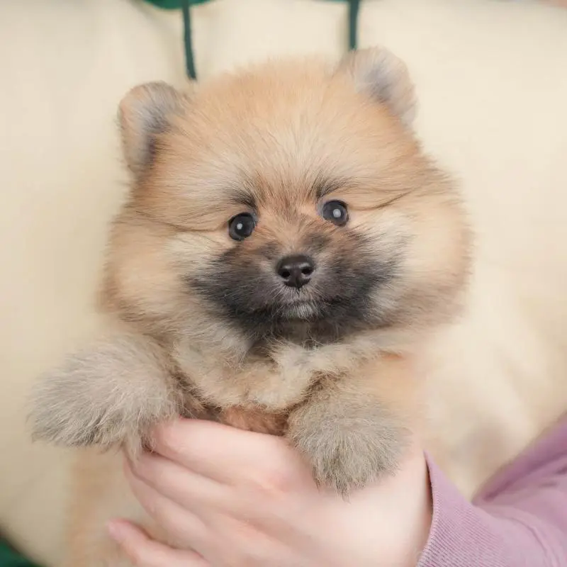 ♂︎ポメラニアン
