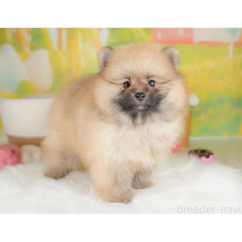 販売中の群馬県のポメラニアン-454778の10枚目