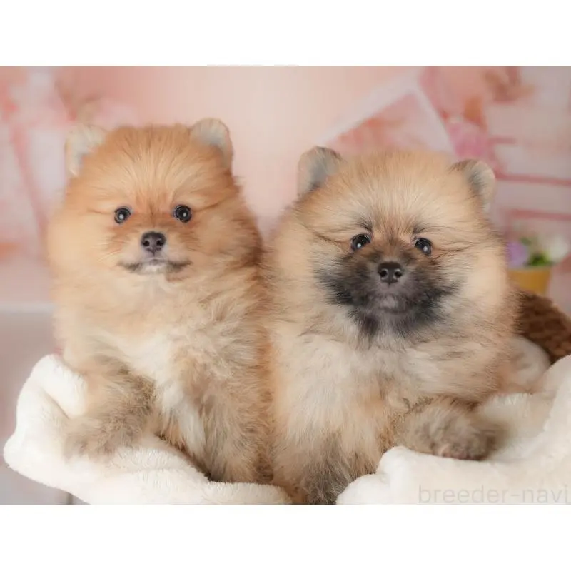 販売中の群馬県のポメラニアン-454778の9枚目