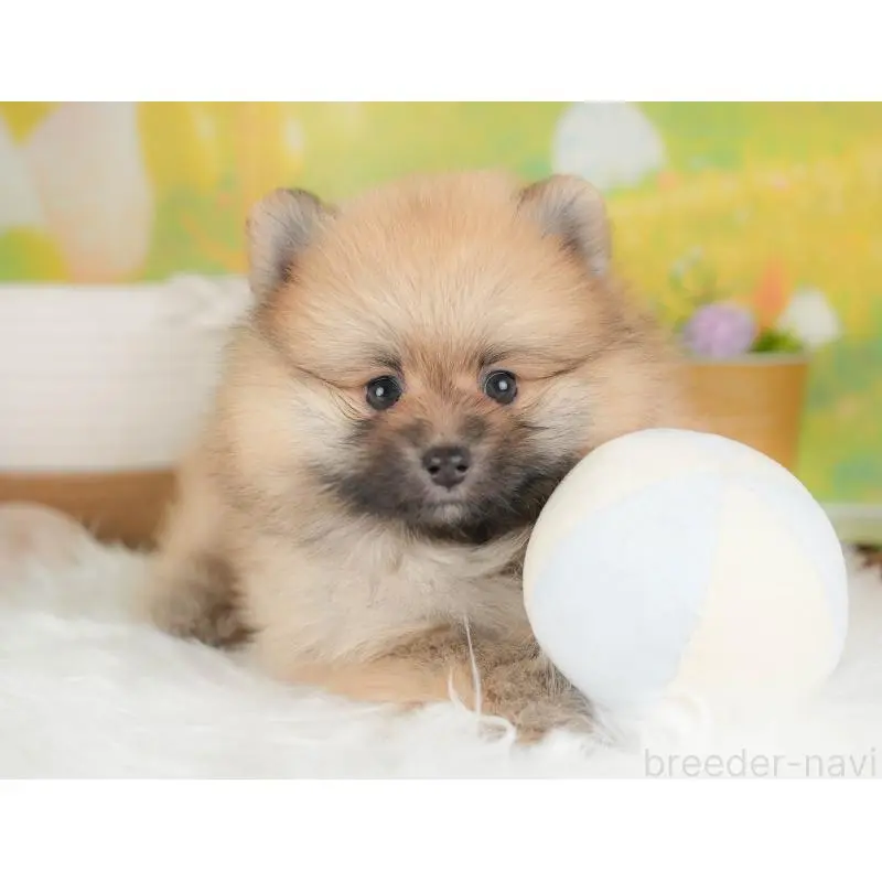 販売中の群馬県のポメラニアン-454778の8枚目