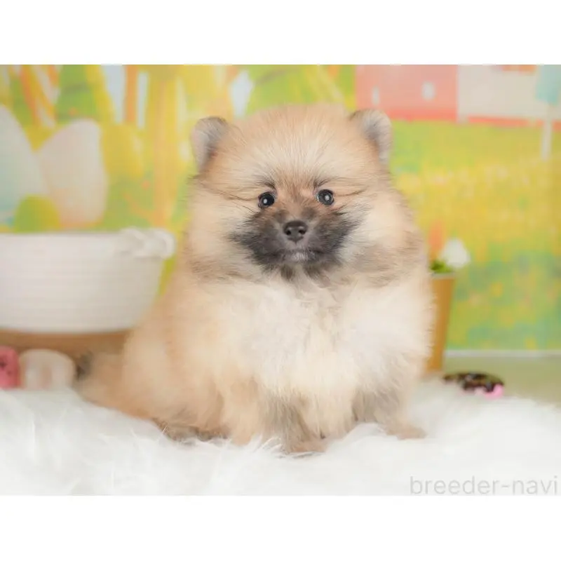 販売中の群馬県のポメラニアン-454778の7枚目