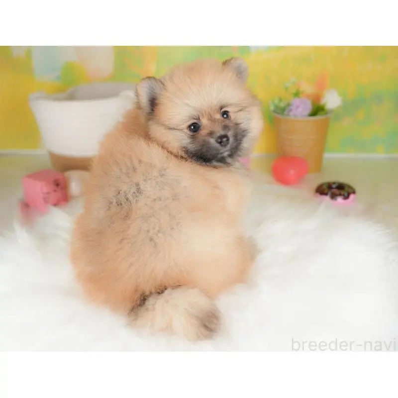販売中の群馬県のポメラニアン-454778の6枚目