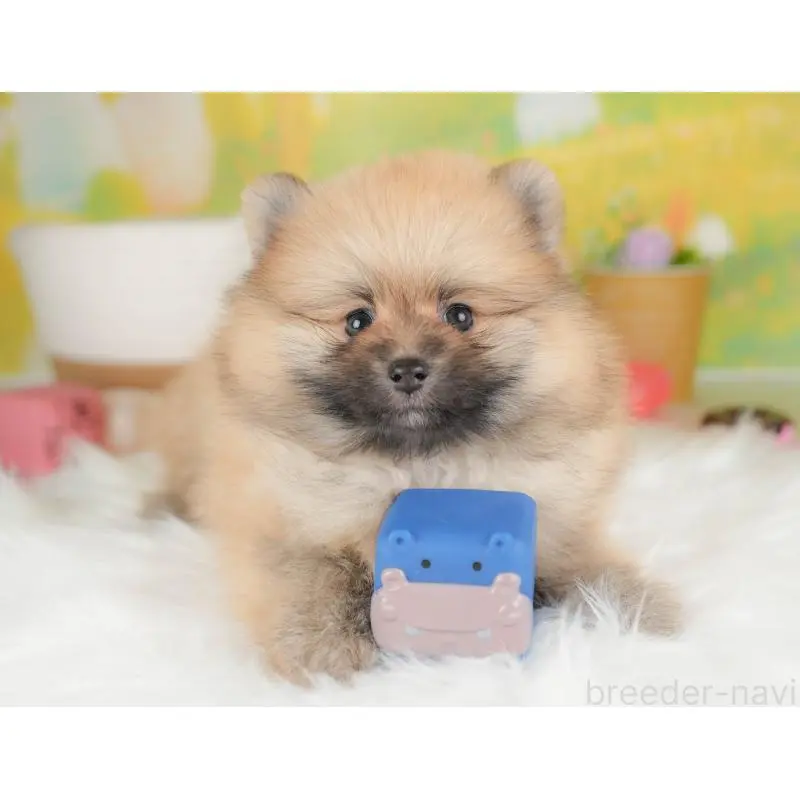 販売中の群馬県のポメラニアン-454778の5枚目