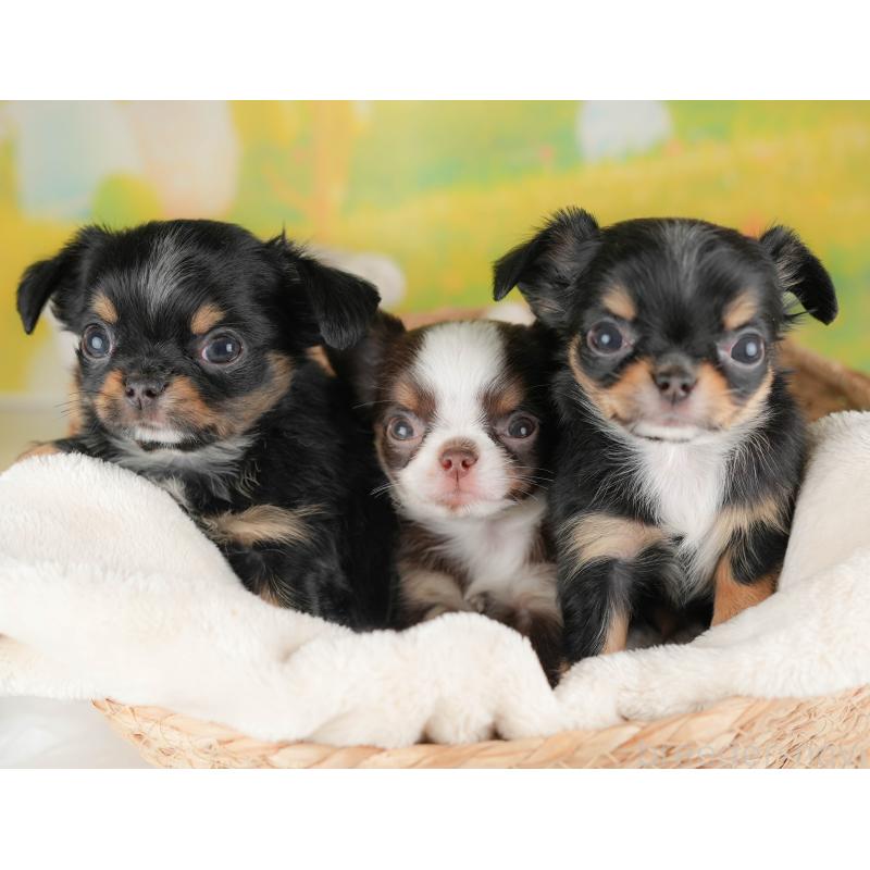 販売中の群馬県のチワワ(ロングコート)-454774の9枚目