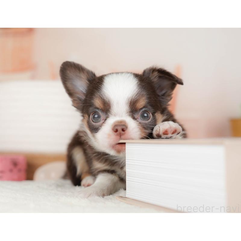 販売中の群馬県のチワワ(ロングコート)-454774の7枚目