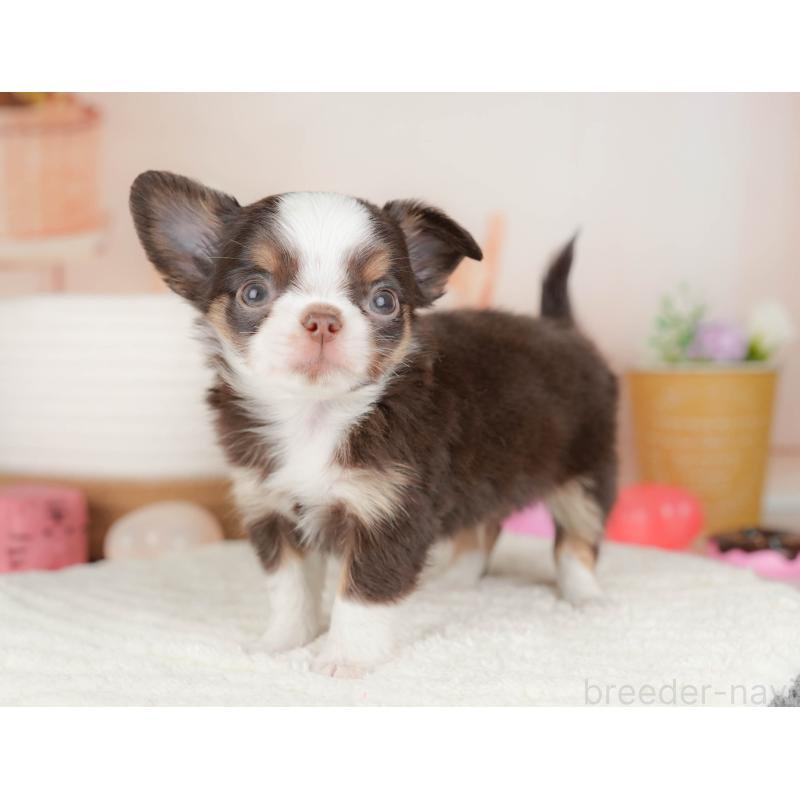 販売中の群馬県のチワワ(ロングコート)-454774の6枚目