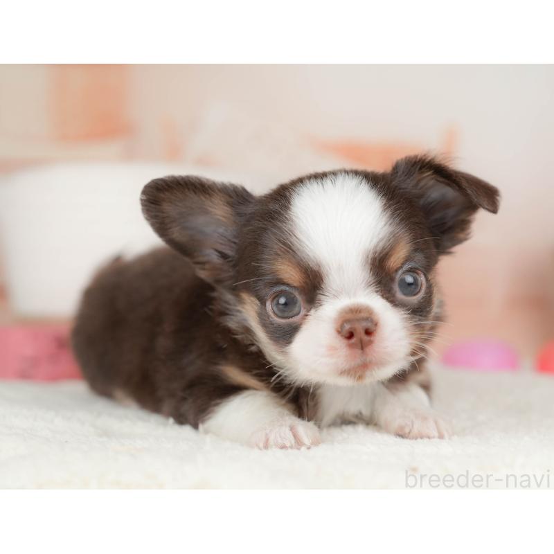 販売中の群馬県のチワワ(ロングコート)-454774の5枚目