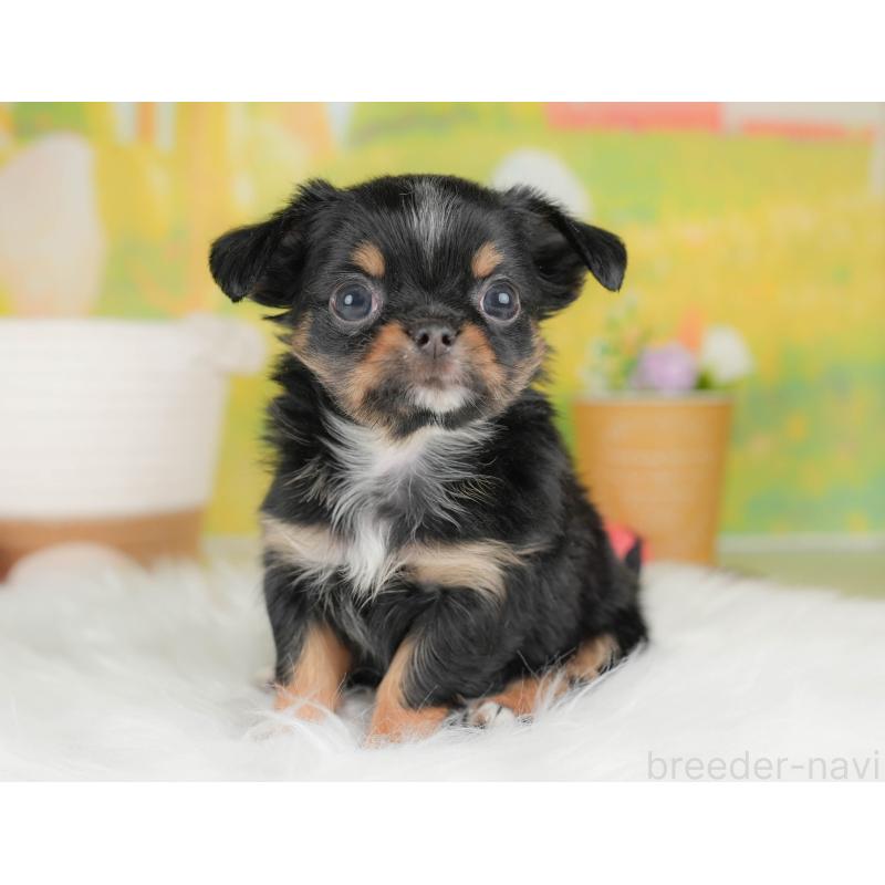 販売中の群馬県のチワワ(ロングコート)-454764の10枚目