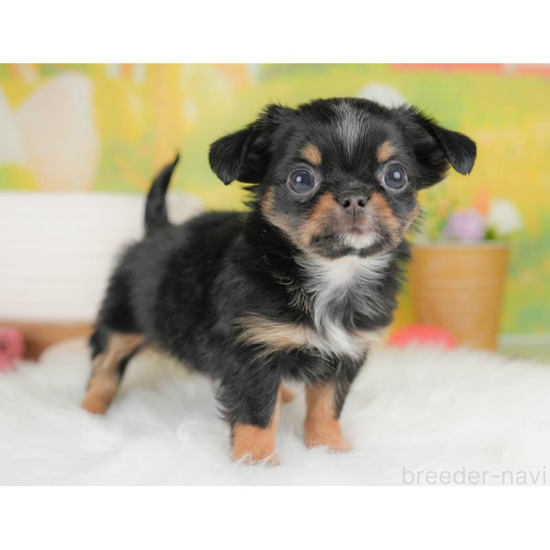 販売中の群馬県のチワワ(ロングコート)-454764の8枚目