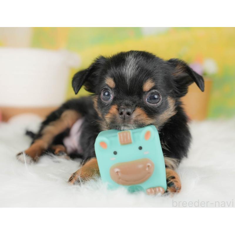 販売中の群馬県のチワワ(ロングコート)-454764の7枚目