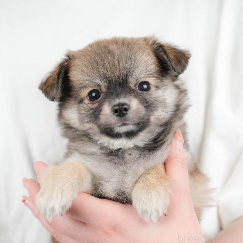 販売中の群馬県のチワワ(ロングコート)-454754