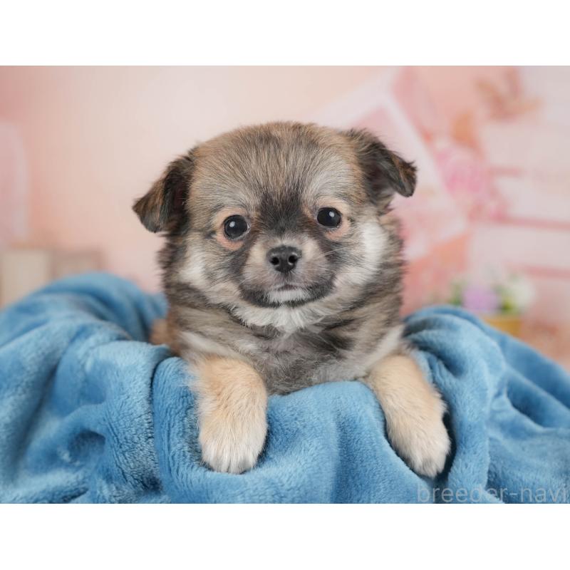 販売中の群馬県のチワワ(ロングコート)-454754の10枚目