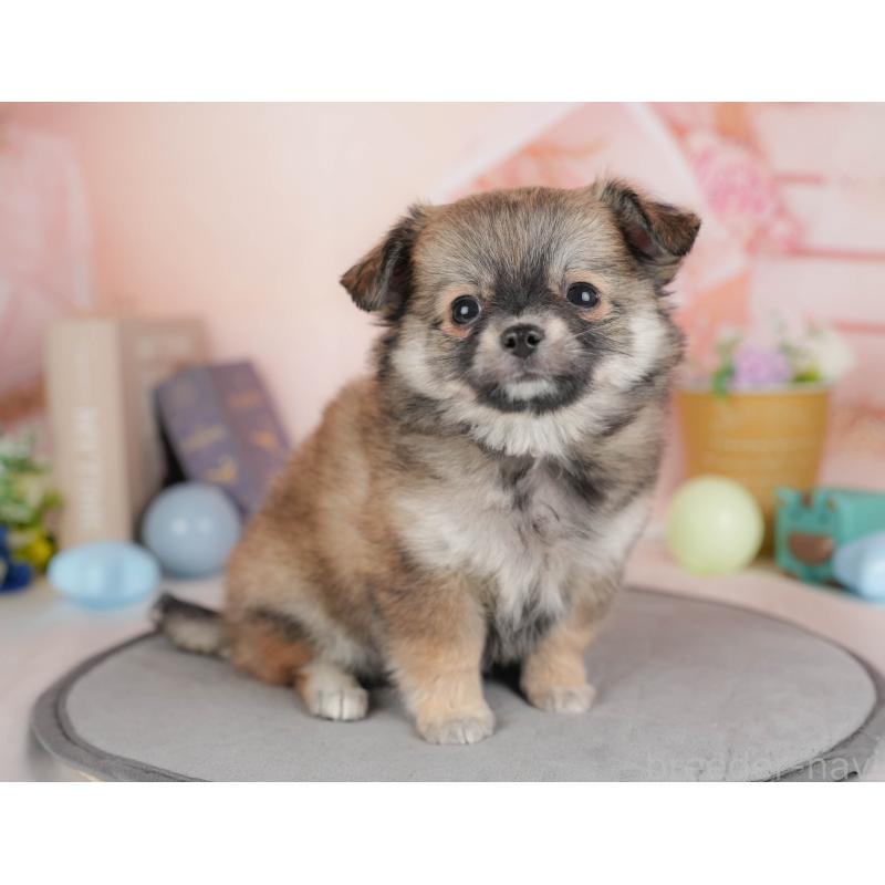 販売中の群馬県のチワワ(ロングコート)-454754の9枚目