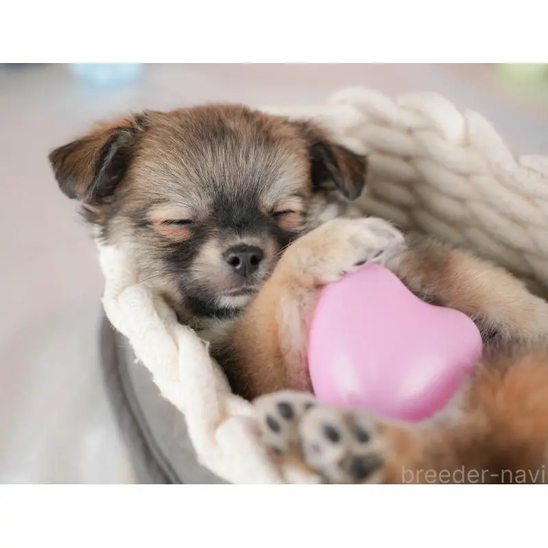 販売中の群馬県のチワワ(ロングコート)-454754の8枚目