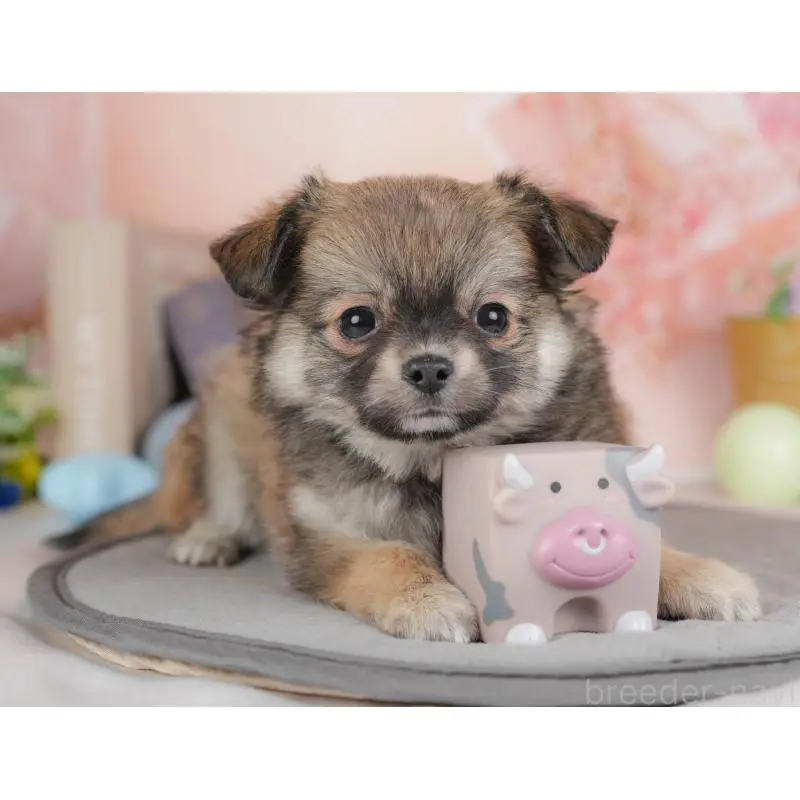 販売中の群馬県のチワワ(ロングコート)-454754の7枚目