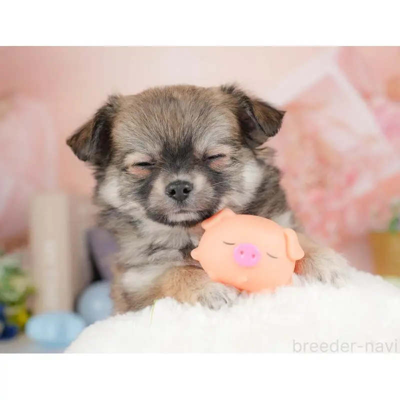 販売中の群馬県のチワワ(ロングコート)-454754の6枚目