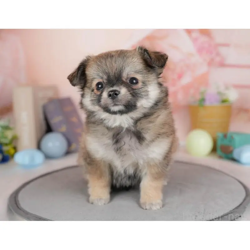 販売中の群馬県のチワワ(ロングコート)-454754の5枚目