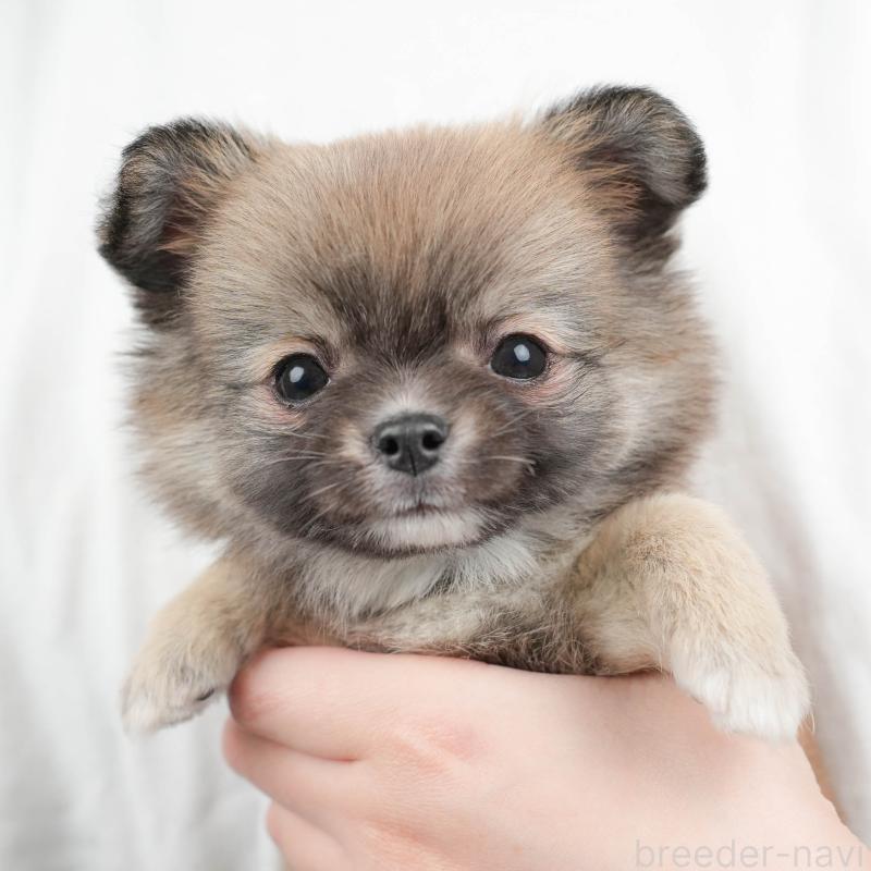 販売中の群馬県のチワワ(ロングコート)-454753