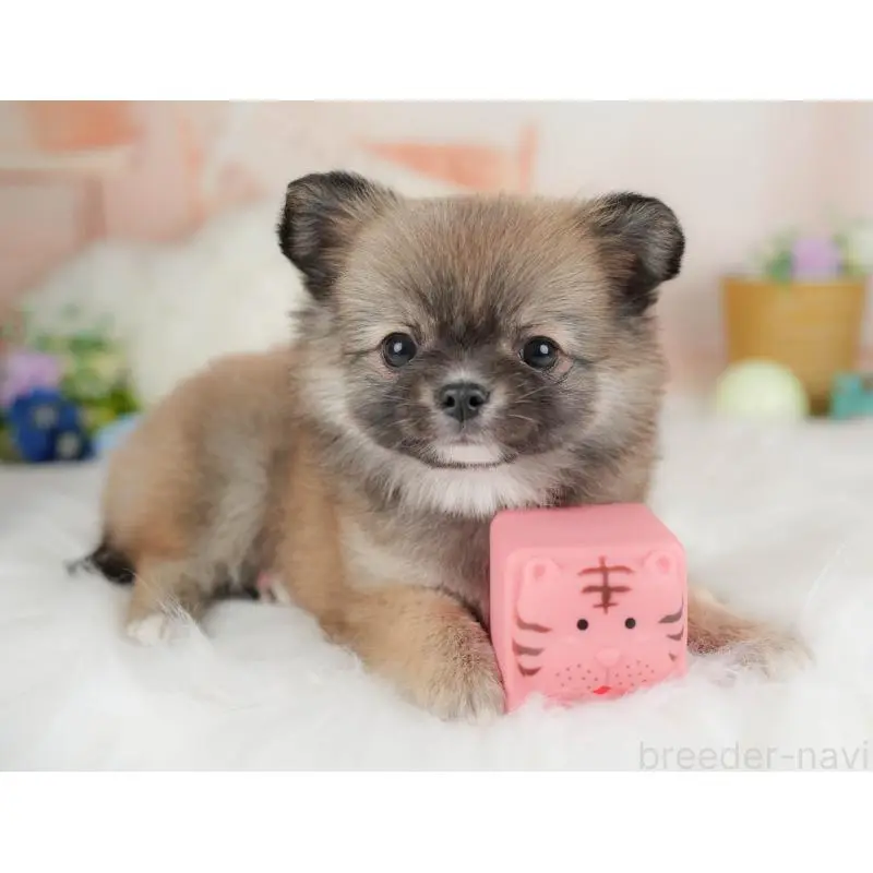 販売中の群馬県のチワワ(ロングコート)-454753の10枚目