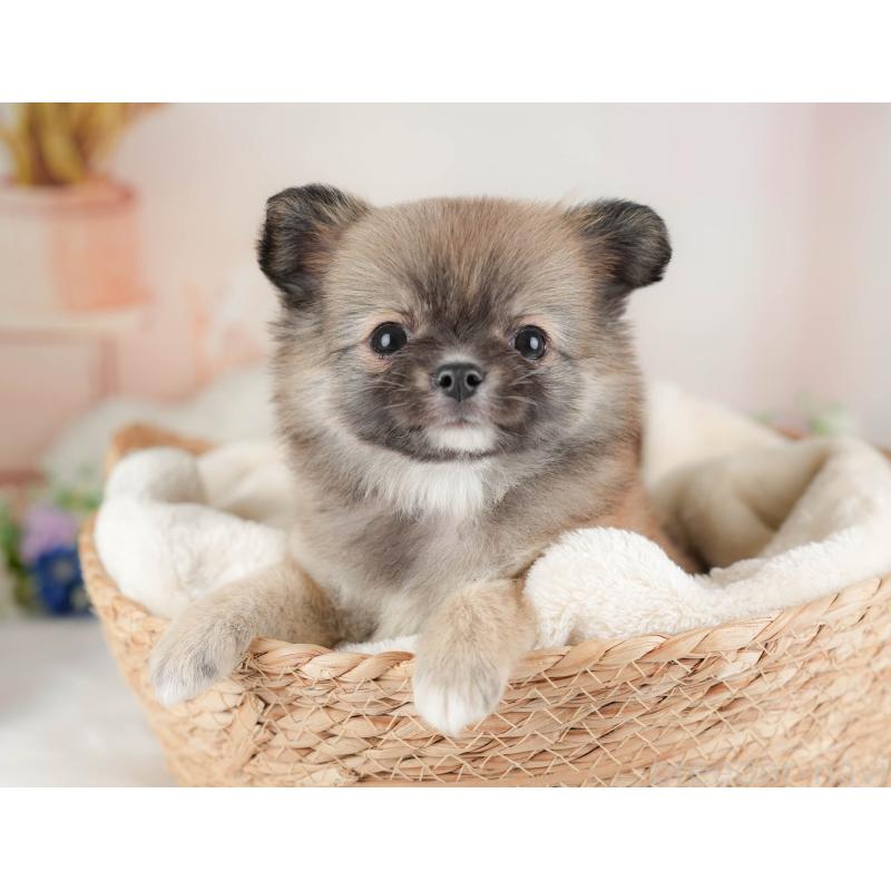 販売中の群馬県のチワワ(ロングコート)-454753の9枚目