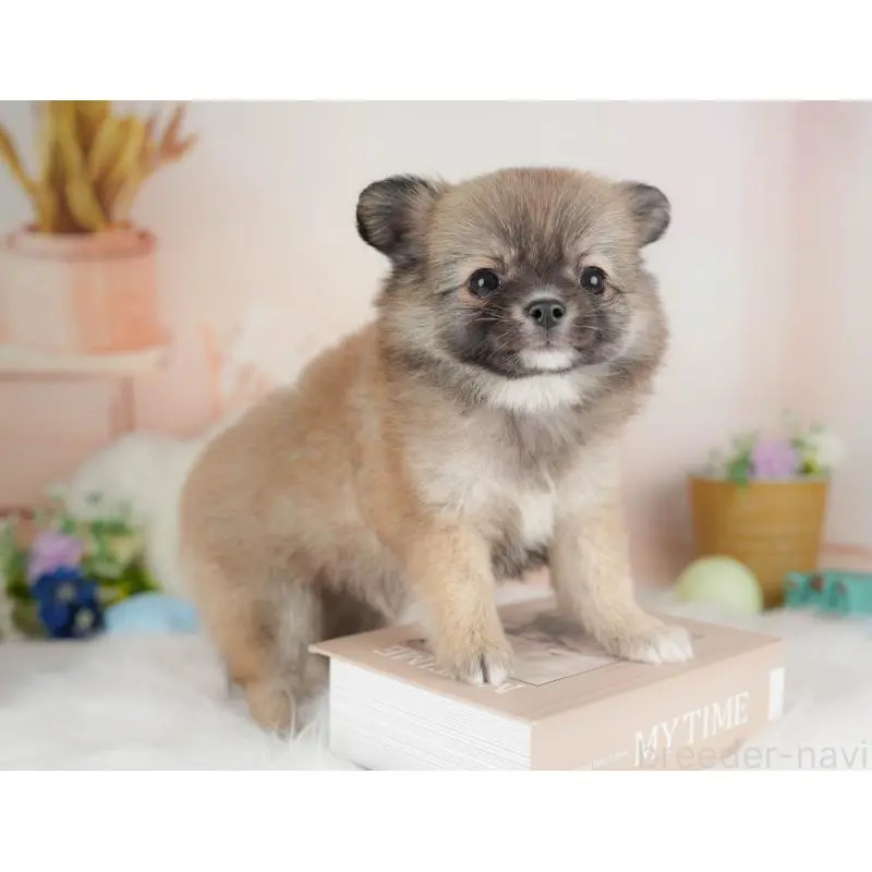 販売中の群馬県のチワワ(ロングコート)-454753の8枚目